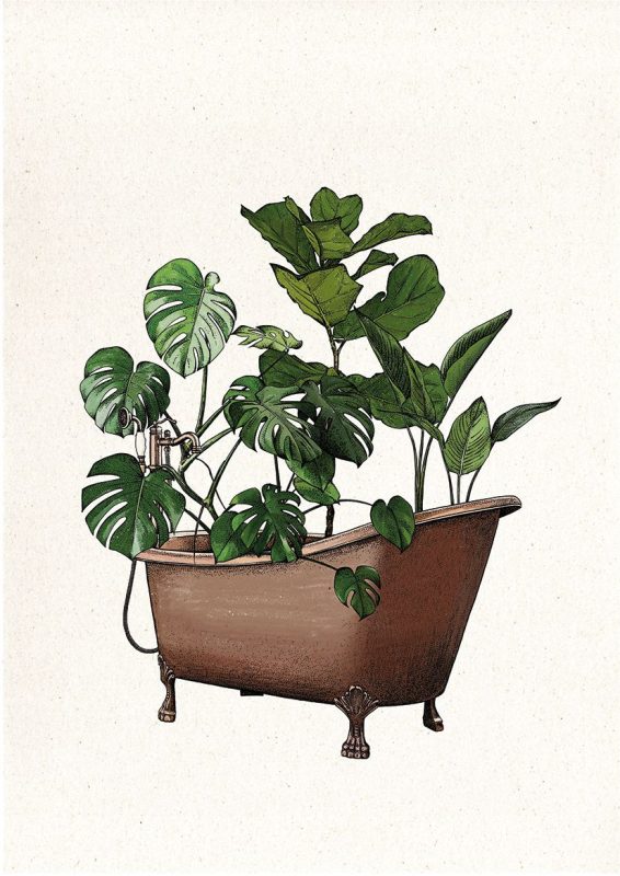 Plant Bath