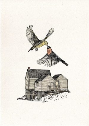 Birds