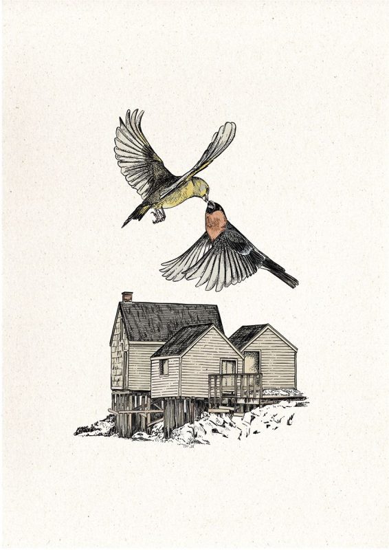 Birds