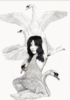 Bjork cisne