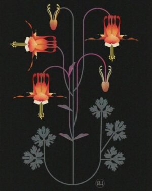 Aquilegia