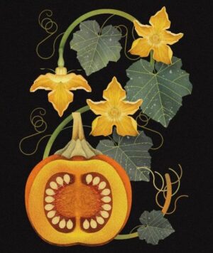 Calabaza