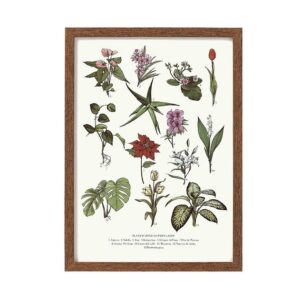 Toxic Plants