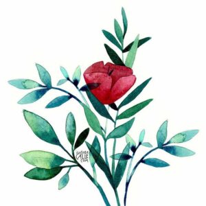 Amapola