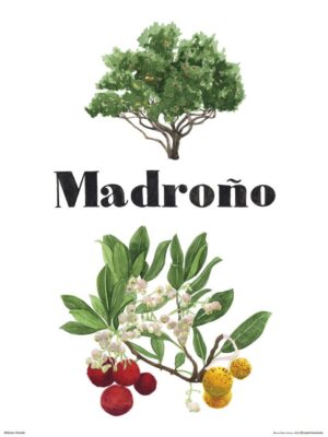 Madroño