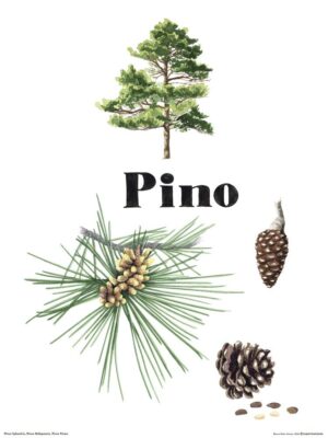 Pino