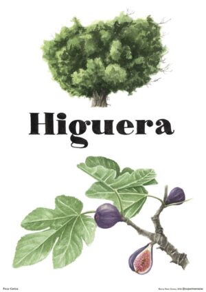 Higuera