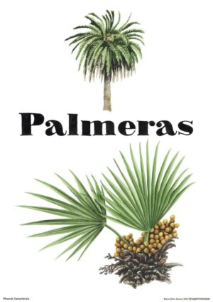 Palmeras